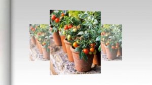 ПОМИДОРЫ в горшках. Уход в домашних условиях. Ч. 2