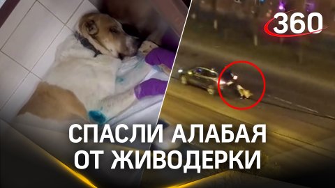 Привязала к машине алабая и тащила по асфальту: волонтёры из Красноярска спасли его от тиранши
