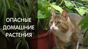 Эти растения – яд для кошек и собак!