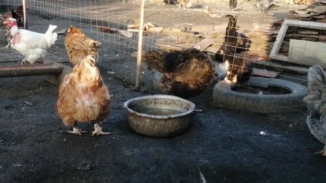 Породы кур в моём хозяйстве. Часть 2. Голошея Испанка!