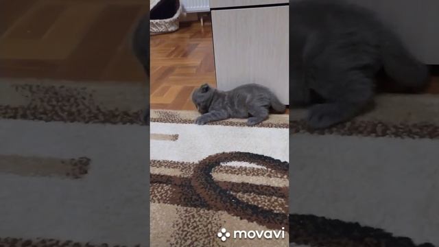 Шотландские вислоухие котята 1 месяц