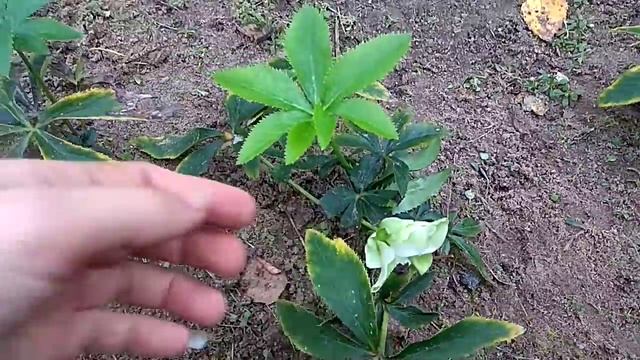 Цветение морозника 21октября смотреть онлайн