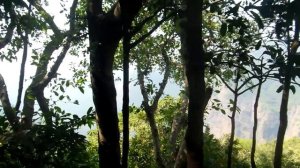 Индия, Гоа, Дикое гнездо