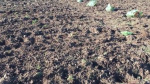 ПОСАДКА РЕМОНТАНТНОЙ МАЛИНЫ ОСЕНЬЮ || ПОСАДКА МАЛИНЫ || #малина #посадкамалины #огород