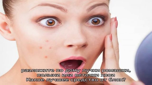 Как избавиться от домашних блох самостоятельно? Лучшие средства от блох в квартире и доме смотреть онлайн