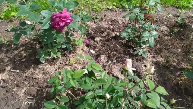 Розы первого года посадки. Розариум Ютерсен смотреть онлайн