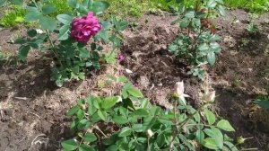 Розы первого года посадки. Розариум Ютерсен