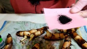 КАННЫ.  Подготовка к проращиванию.