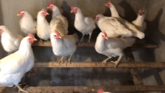 Куры занеслись в 4,5 месяца// супер ник несушка//Птичий двор в городе смотреть онлайн