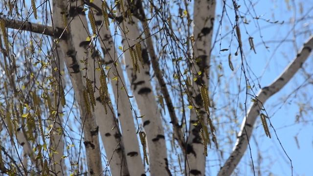 Цветущая березка за окном смотреть онлайн