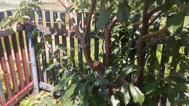 Прививка груши на боярышник смотреть онлайн