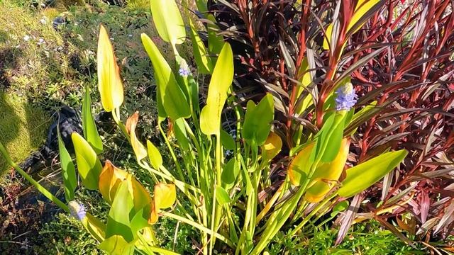 Про растения для пруда | ПРУД ПРУДИ смотреть онлайн