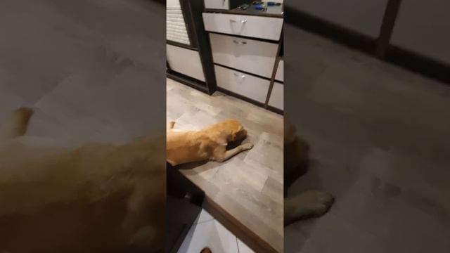 Чем кормить лабрадора | Собака лабрадор Тафгай ест свежепросолые огурцы.