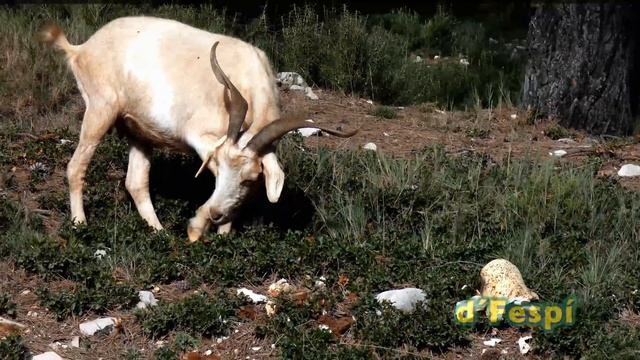 Amanita ovoidea-Amanita alba-Agaricus ovoideus- Farinera-(214k60f) смотреть онлайн