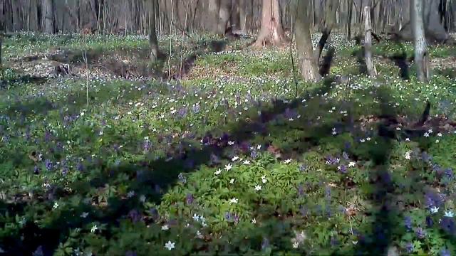 Квіти. Нектароноси пилконоси. Хохлатка Галлера. Анемон. "Гусяча цибулька" смотреть онлайн