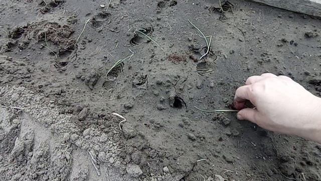 7 мая. Продолжаю высадку рассады репчатого лука из чернушки.