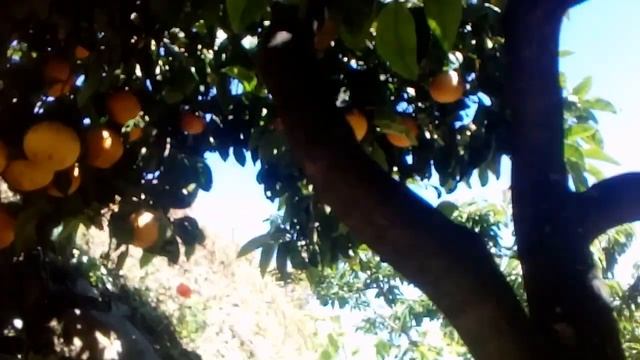 arbol de pomelo смотреть онлайн