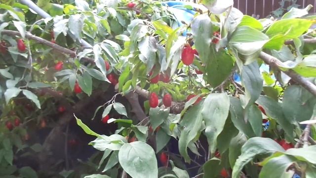 Ранняя обрезка сада - путь в никуда. Виноград, персик, кизил и др. - на север! смотреть онлайн