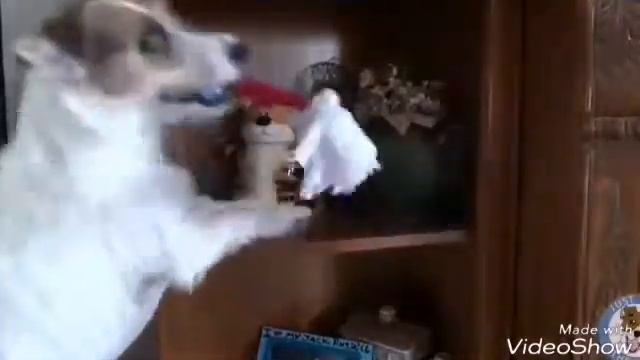 САМАЯ УМНАЯ СОБАКА В МИРЕ