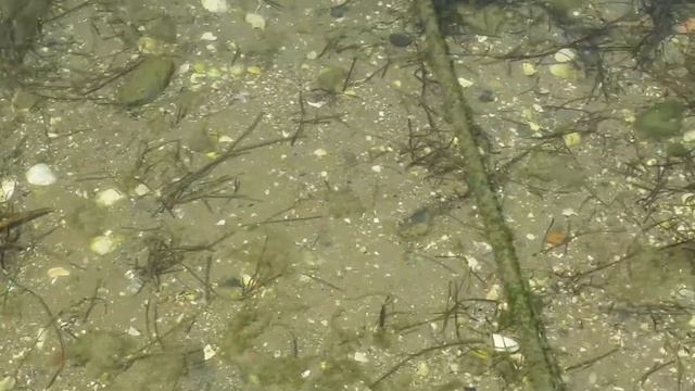 Маленький скат смотреть онлайн