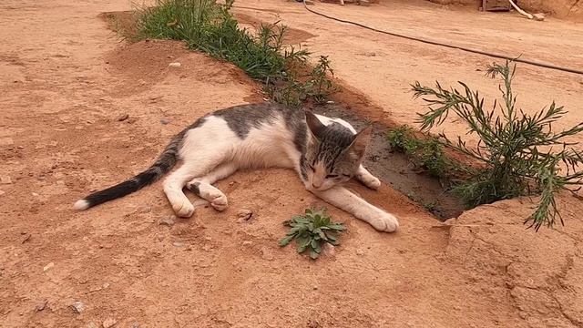 Как правильно наказывать кошку? | Как воспитать кошку? смотреть онлайн