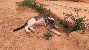 Как правильно наказывать кошку? | Как воспитать кошку?