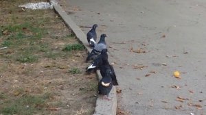 Голубь с хлебом на шее