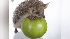 Правда ли что ежи едят яйца?отправьте это видео своему другу!