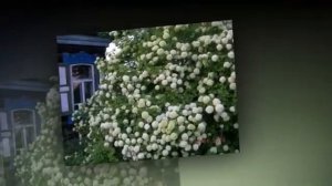 ГОРЬКАЯ КАЛИНА исполняет ВИКТОР КОРОЛЕВ