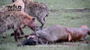 Top 5 Brutal Hyenas eating Young Preys Alive