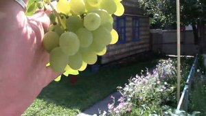 Виноград плевен на 05\08\17г начал созревать.Сравнение в разных местах посадки аркадии