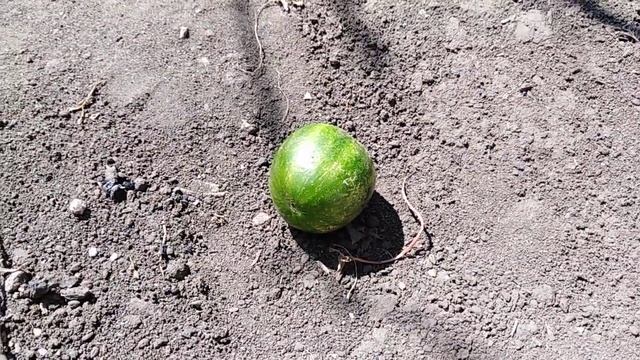 Как вырастить мощный арбуз! Китайская подделка))) Прикол))) смотреть онлайн