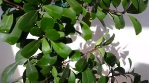 Фикус "Язычковый"/один из любимчиков, неприхотливый, украсит любую коллекцию?