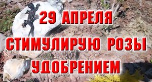 29 апреля. Стимулирую розы удобрением
