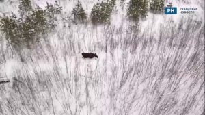 В Рязанской области засняли лося с высоты птичьего полета