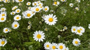 ФУТАЖ Белые ромашки Полевые ромашки