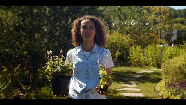 Теневой сад - это просто!??? [Растения для тенистого сада] Как оформить теневую зону участка? смотреть онлайн