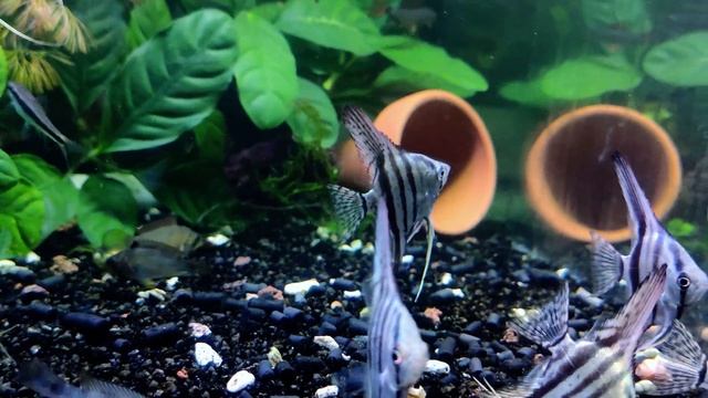 Скалярия голубая зебра / Pterophyllum scalare Blue