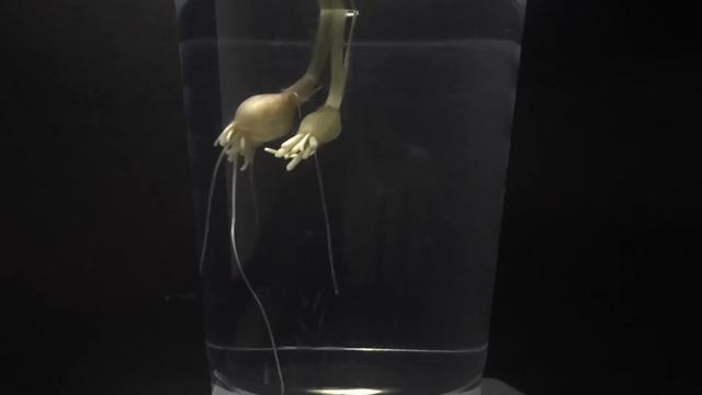 Timelapse: Growth of root- Allium monanthum смотреть онлайн