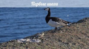 Птенцы покидают гнездо