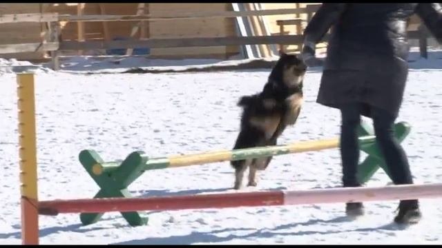 Аджилити  - вид спорта, в котором участвуют собака и её хозяин