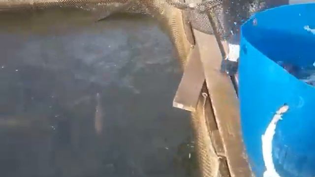 26.09.19. Запуск форели на малый водоём в кокино смотреть онлайн