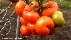 ЭТОМУ ТОМАТУ БОЛЬШЕ ВЕКА