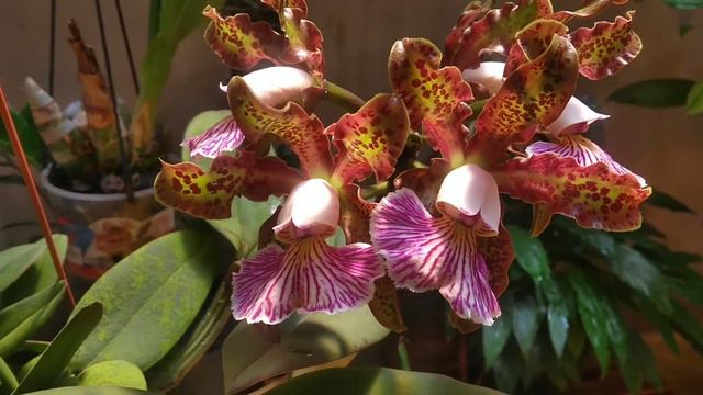 Cattleya Schilleriana