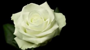 Avalanche rose (Аваланш РОЗА)