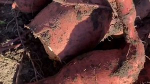 Батат у нас на участке #батат #сладкийкартофель #выращиваембатат