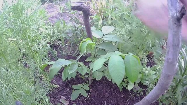 Орех сердцевидный. Подкормка ореха вермикомпостом(биогумусом) в июне 2020г. смотреть онлайн