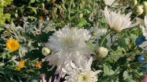 Хризантемы Меотида, Линда, Театральная, мультифлоры/ассортимент к весне 2022