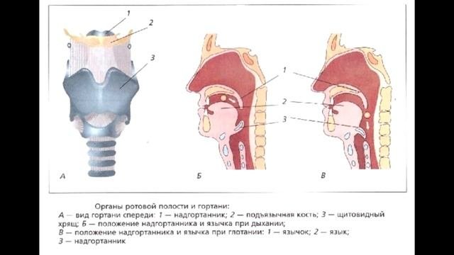 § 38 Органы пищеварения