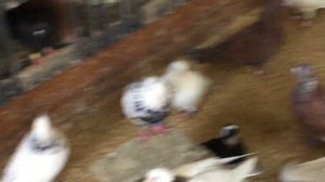 #Pigeons.Как и чем лечить голубей.